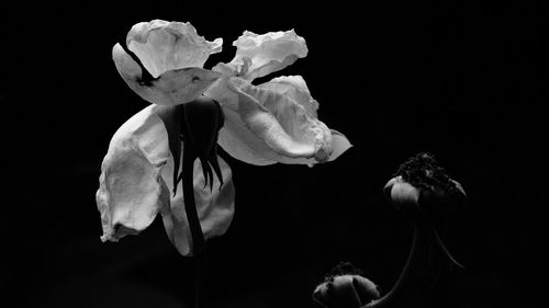 Close-up of wilted rose against black background