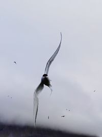 Low angle view of arctic tern flying in sky