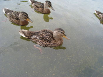 High angle view of mallard duck swimming on lake