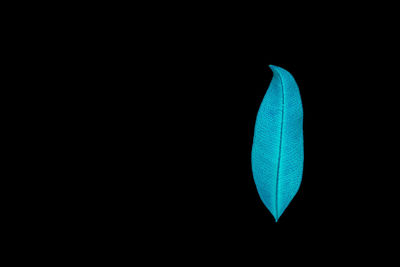 Close-up of green leaf over black background