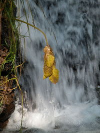 High angle view of turtle in water