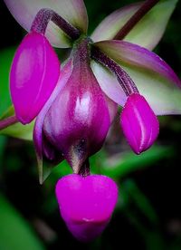 Close-up of pink flower