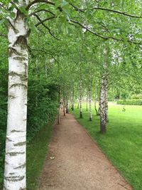 Footpath amidst trees in park