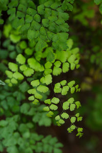 Close-up of green leaves