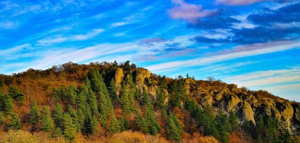 Trees in forest against sky