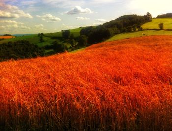 Scenic view of field against sky