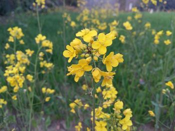 Close-up of yellow flowers blooming in field