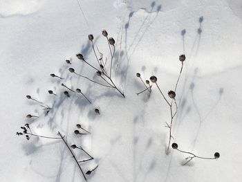 High angle view of snow covered plant on field
