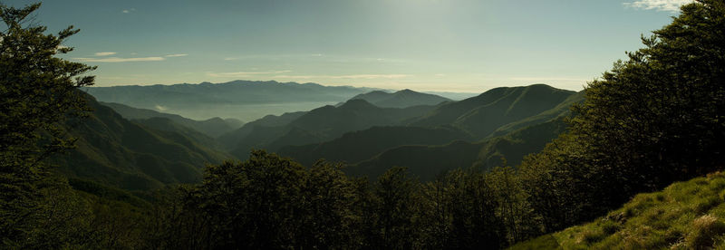 Pine trees in forest against sky at sunset