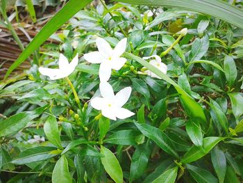 Close-up of white flowers blooming outdoors