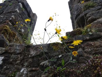 Close-up of plant growing on rock against sky