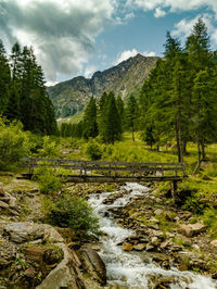 Scenic view of stream amidst trees against sky