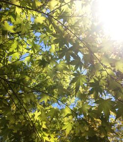 Low angle view of trees