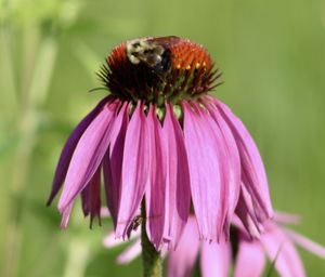 Close-up of honey bee on pink flower