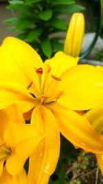 Close-up of yellow day lily blooming outdoors