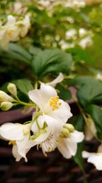 Close-up of white flowers blooming outdoors