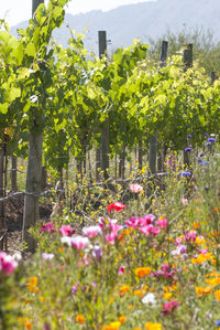 Flowering plants and trees on field