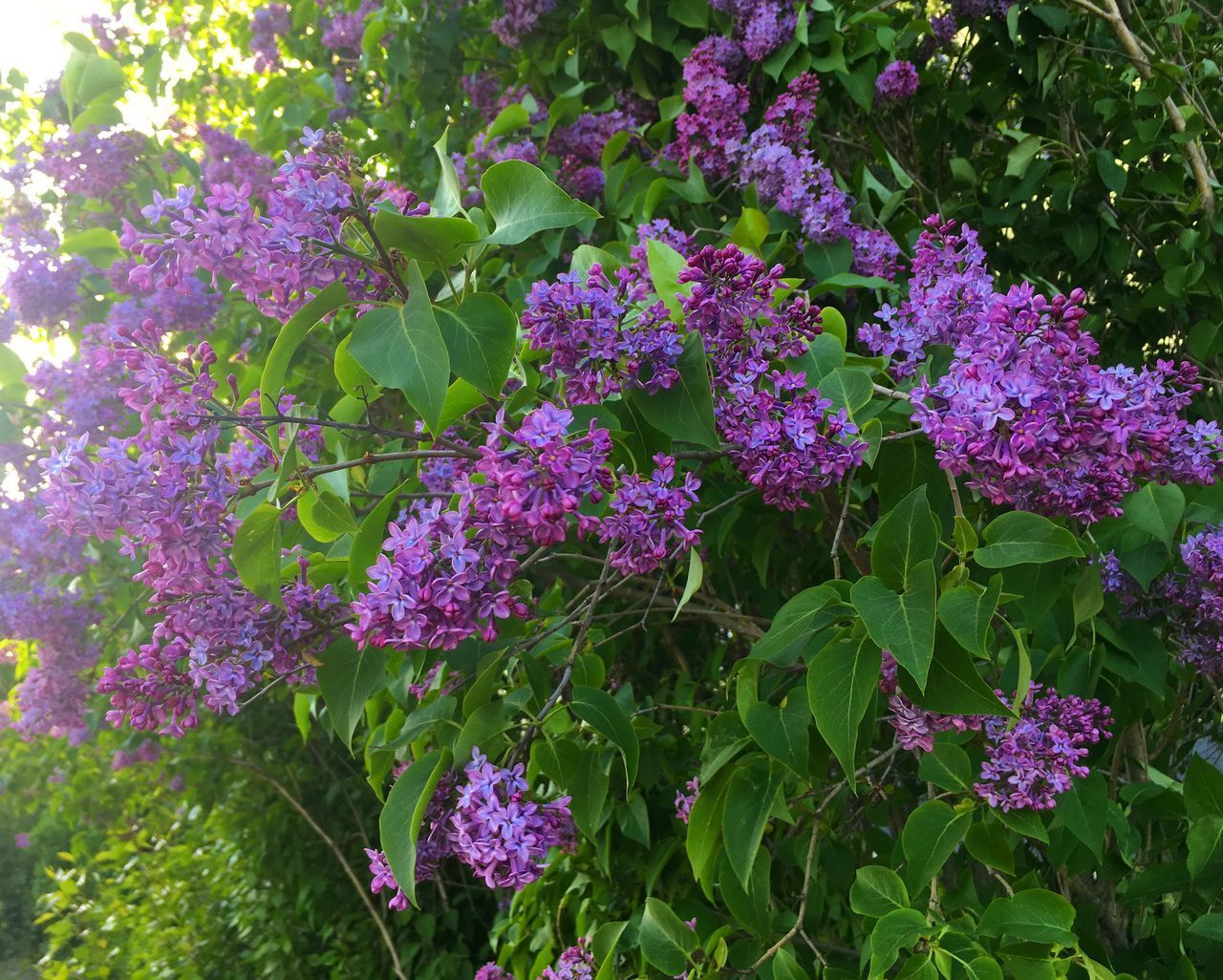 CLOSE-UP OF FRESH PURPLE FLOWERS IN PARK