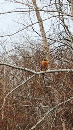 Low angle view of bird perching on bare tree