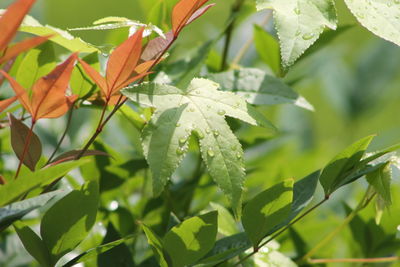 Close-up of butterfly on leaves