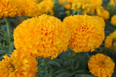 Close-up of yellow marigold flowers