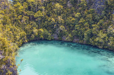 High angle view of trees by lake in forest