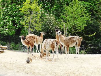 Giraffes standing on field