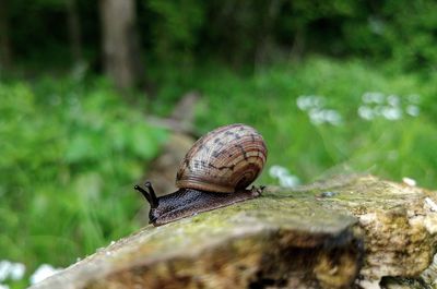 Close-up of snail on rock