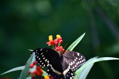 Close-up of butterfly pollinating on flower