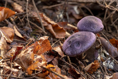 High angle view of mushrooms growing on field