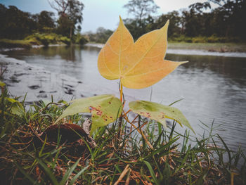 Close-up of autumn leaves on lake