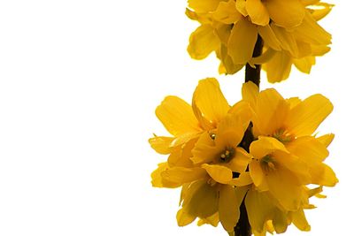Close-up of yellow flowers