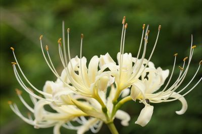 Close-up of white flower