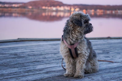 Dog sitting on the pier