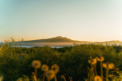 Scenic view of field against clear sky during sunset