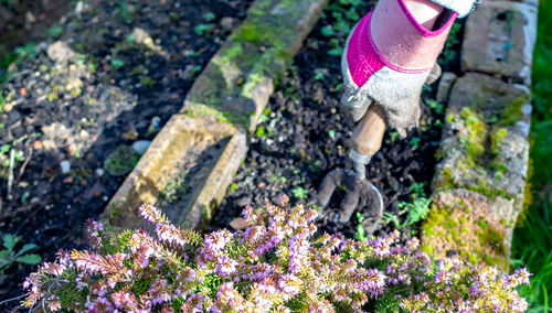 Low section of person on purple flowering plants