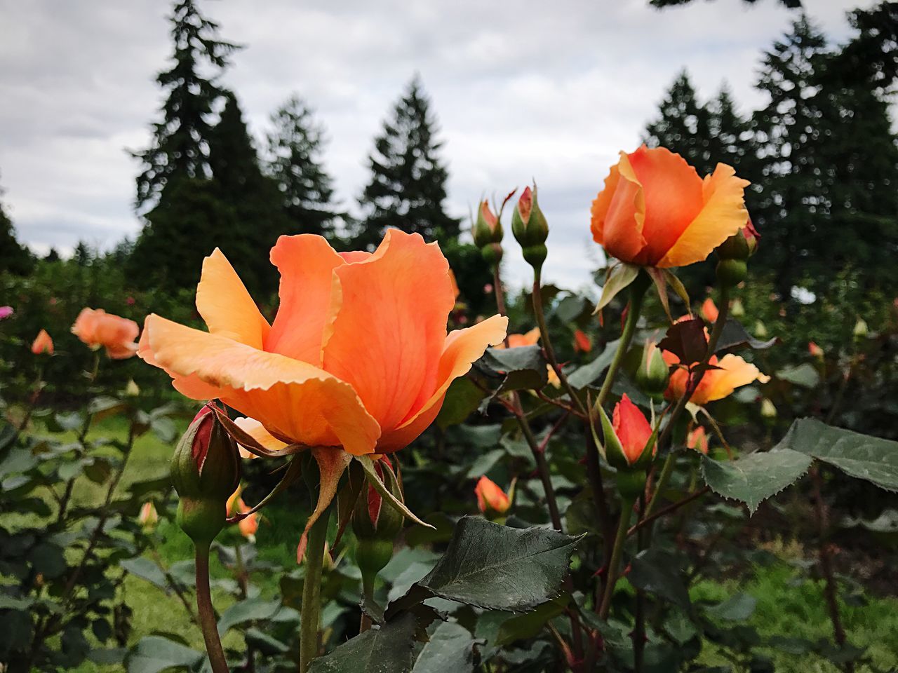 flower, petal, growth, beauty in nature, nature, orange color, fragility, flower head, freshness, blooming, plant, outdoors, focus on foreground, no people, day, leaf, close-up, poppy, tree, day lily, sky