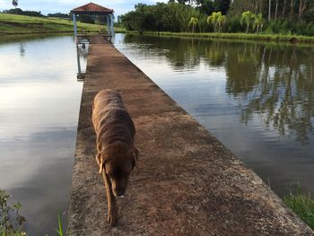 Dog on pier in lake