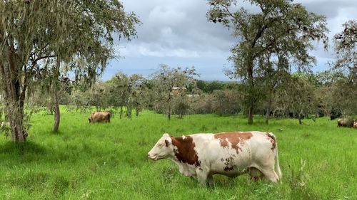 Cows in a field on santa cruz island galapagos 