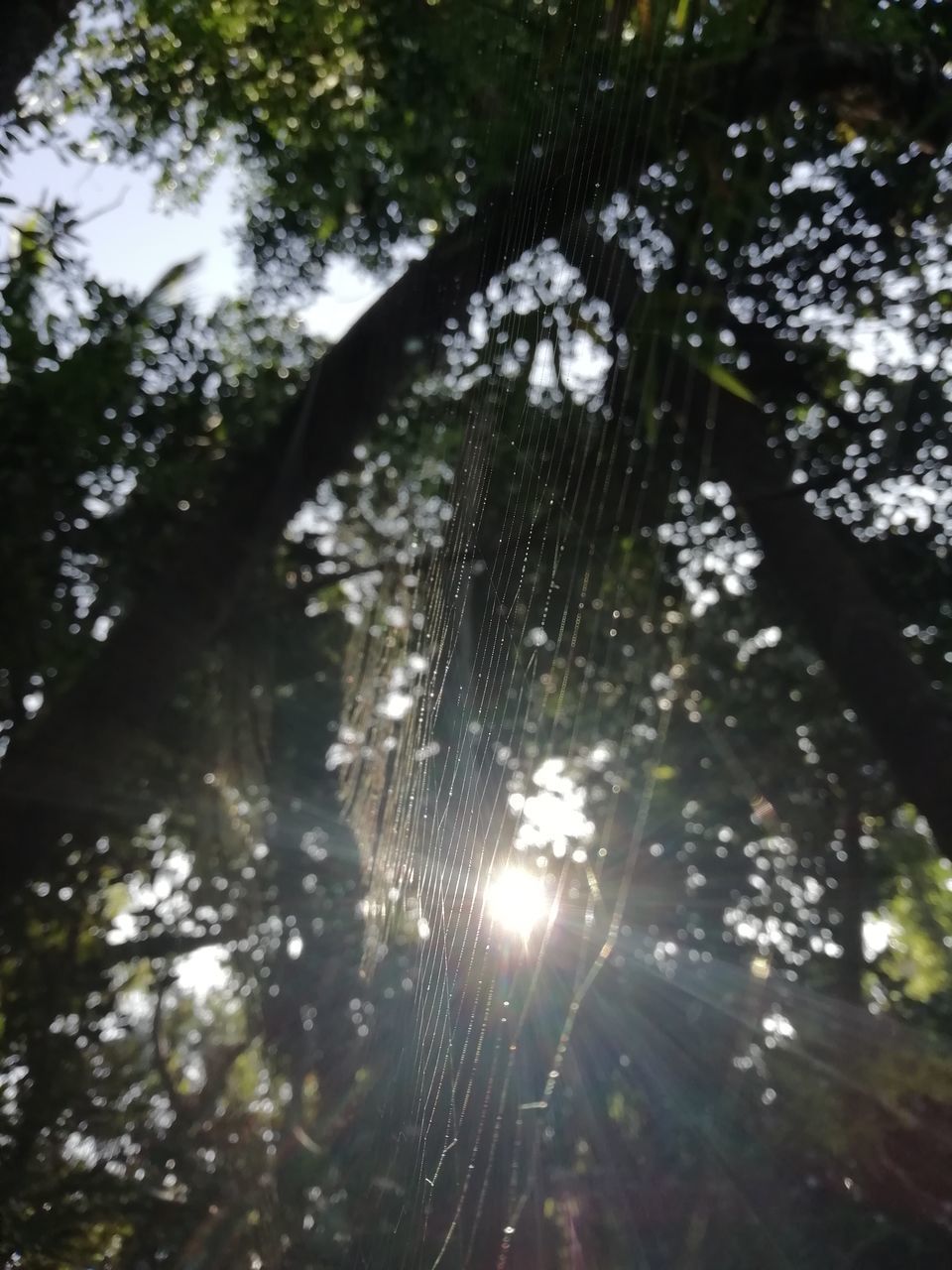 LOW ANGLE VIEW OF SUN SHINING THROUGH TREES