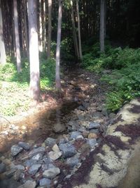 Trees in forest