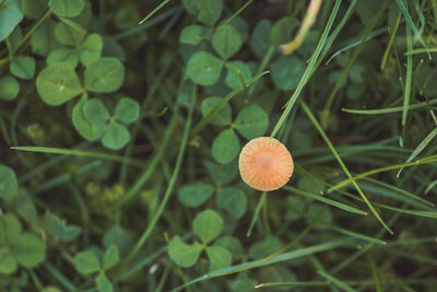 Close-up of plant growing outdoors