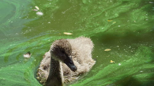 Close-up of swan swimming in lake