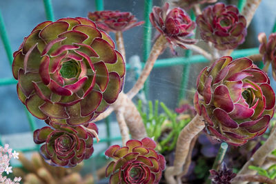 Close-up of succulent plant