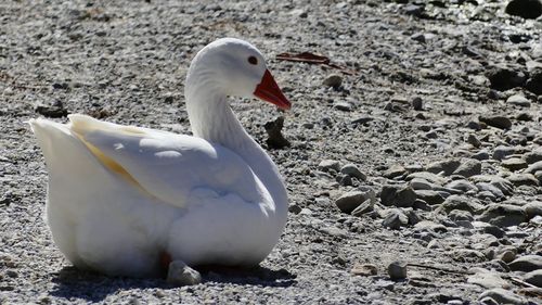 Close-up of duck on field