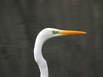 Close-up of bird against blurred background