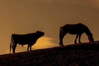 Horse standing on field during sunset
