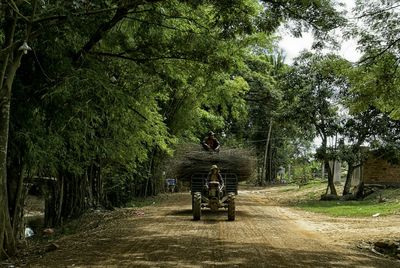 Dirt road passing through forest