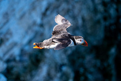 Single portrait puffin flying soaring and gliding on a cliff face on rugged uk coastline