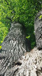 Low angle view of trees growing in forest